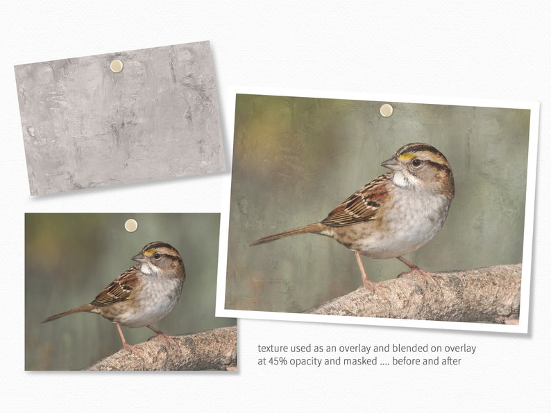 May include: A white-throated sparrow perched on a branch, with a green and brown background. The image shows the effect of a texture overlay on the image, with the before and after images side-by-side.