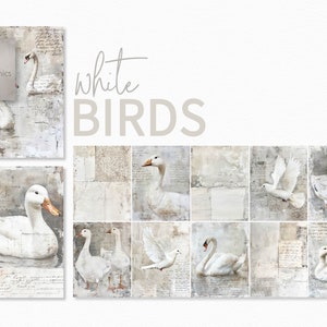 Pájaros blancos, arte de cisnes y palomas, fondos neutros suaves, ilustraciones de gansos, capas de escritura manuscrita, arte de pájaros vintage pálidos