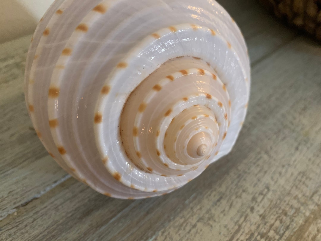 One Large Spotted Tonna Tun Shell, Coastal Decor, Beach Wedding, Air ...