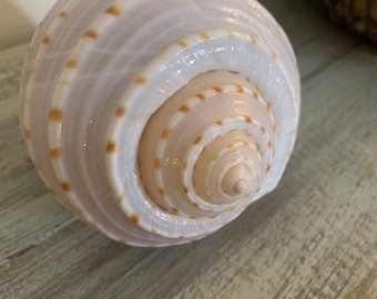 Large Spotted Tun Shell, Coastal Decor, Air Plant Holder, Tonna Shell