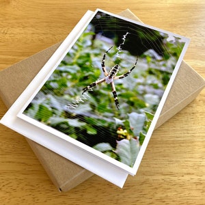 Spider and Web 5&quot;x7&quot; Blank Greeting Cards Pack of 12 Scary Garden Spiders Arachnid