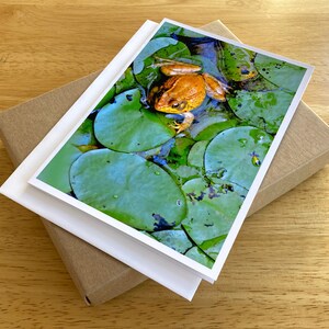 Frog 5x7" Blank Greeting Cards Pack of 12 Green Frog, Bullfrog, Toad, Lily Pad