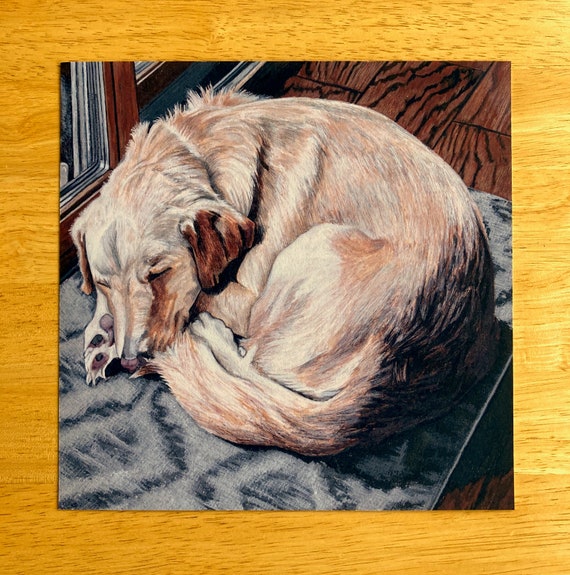 Sleeping Dog Art Print 8x8 Pen and Ink Drawing Yellow Labrador