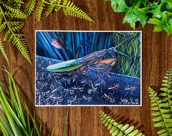 カマキリと孵化のアートプリント 5x7インチ 色鉛筆画 昆虫