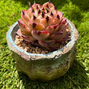 Echeveria agavoides Maria Plantes succulentes rares image 5