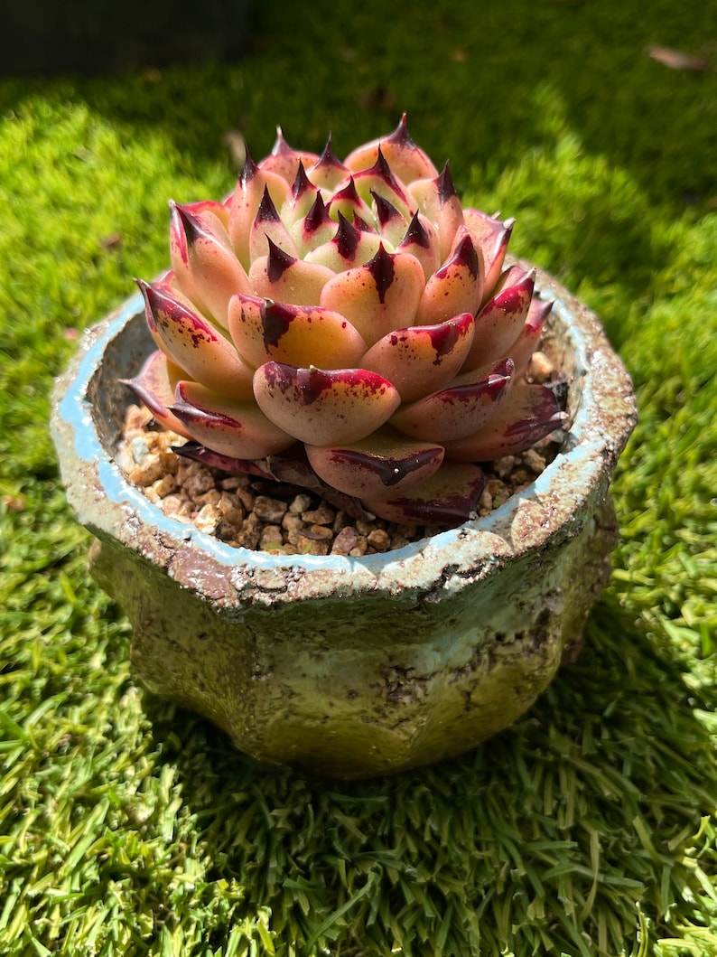 Echeveria agavoides Maria Plantes succulentes rares image 5