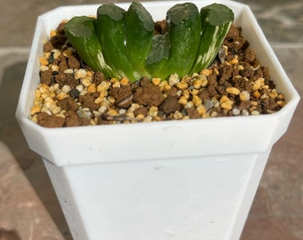 Haworthia cooperi var. pilifera panaché