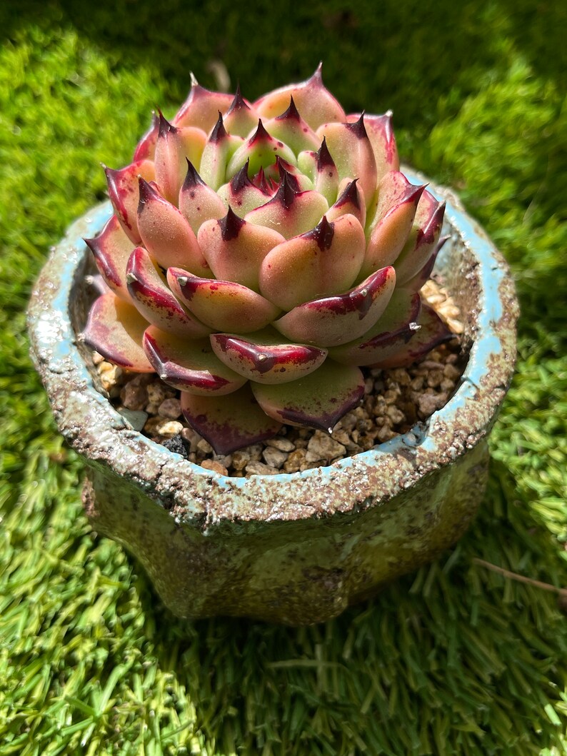 Echeveria agavoides Maria Plantes succulentes rares image 3