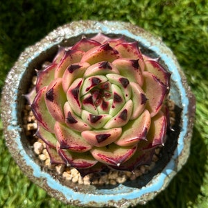 Echeveria agavoides Maria Plantes succulentes rares image 1