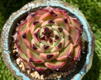 Echeveria agavoides Maria~ Rare Succulent Plants