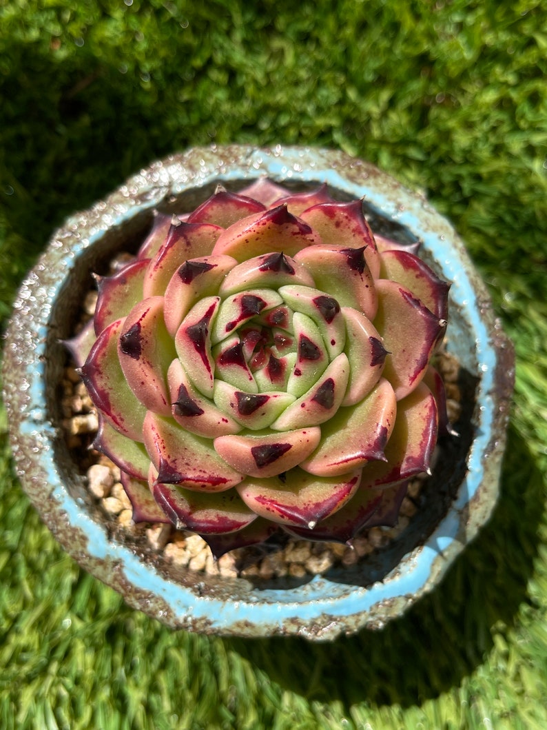 Echeveria agavoides Maria Plantes succulentes rares image 1