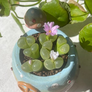 Ophthalmophyllum friedrichiae with pot image 5