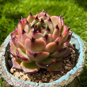 Echeveria agavoides Maria Plantes succulentes rares image 2