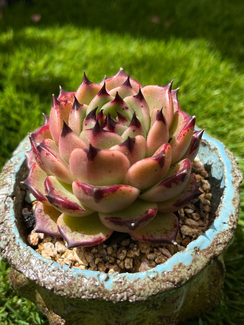 Echeveria agavoides Maria Plantes succulentes rares image 2