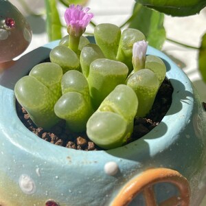 Ophthalmophyllum friedrichiae with pot image 3