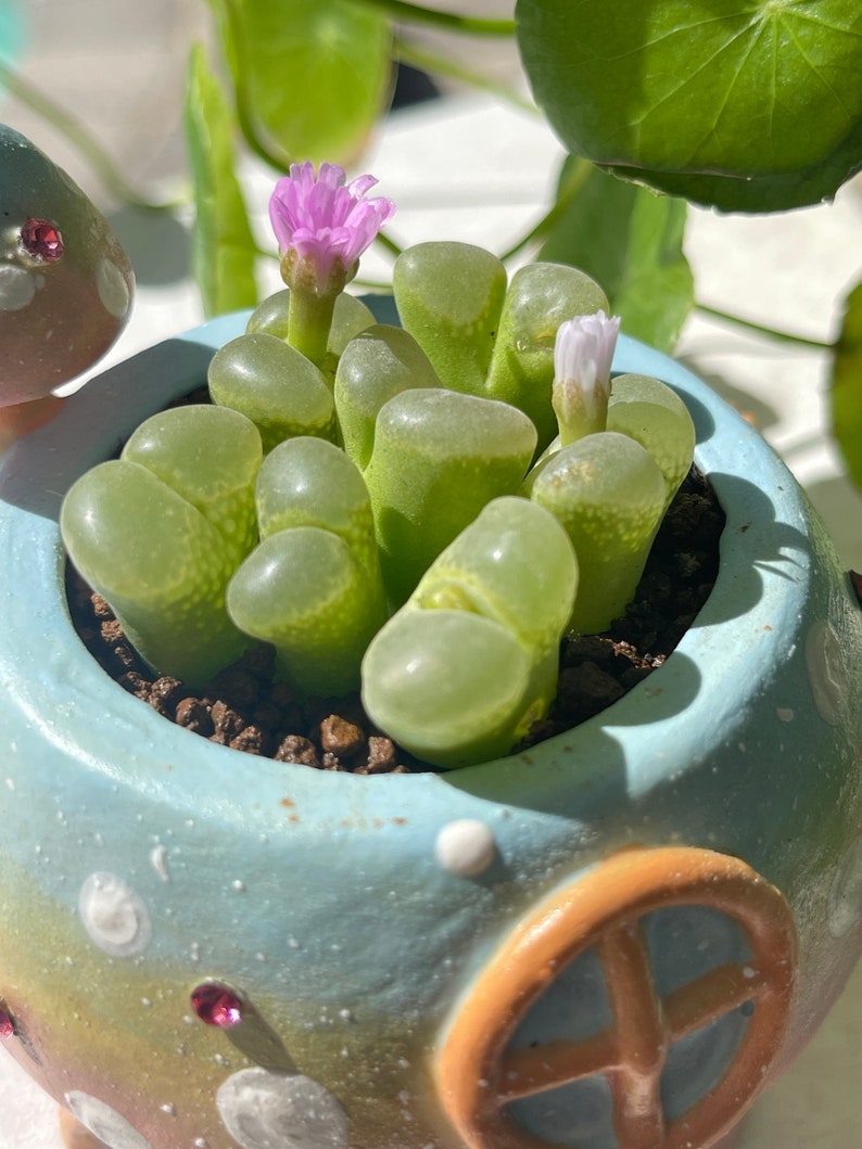 Ophthalmophyllum friedrichiae with pot image 3