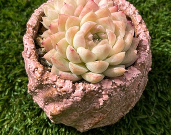 Rare Succulent ~Echeveria ~Fleshy as a dream