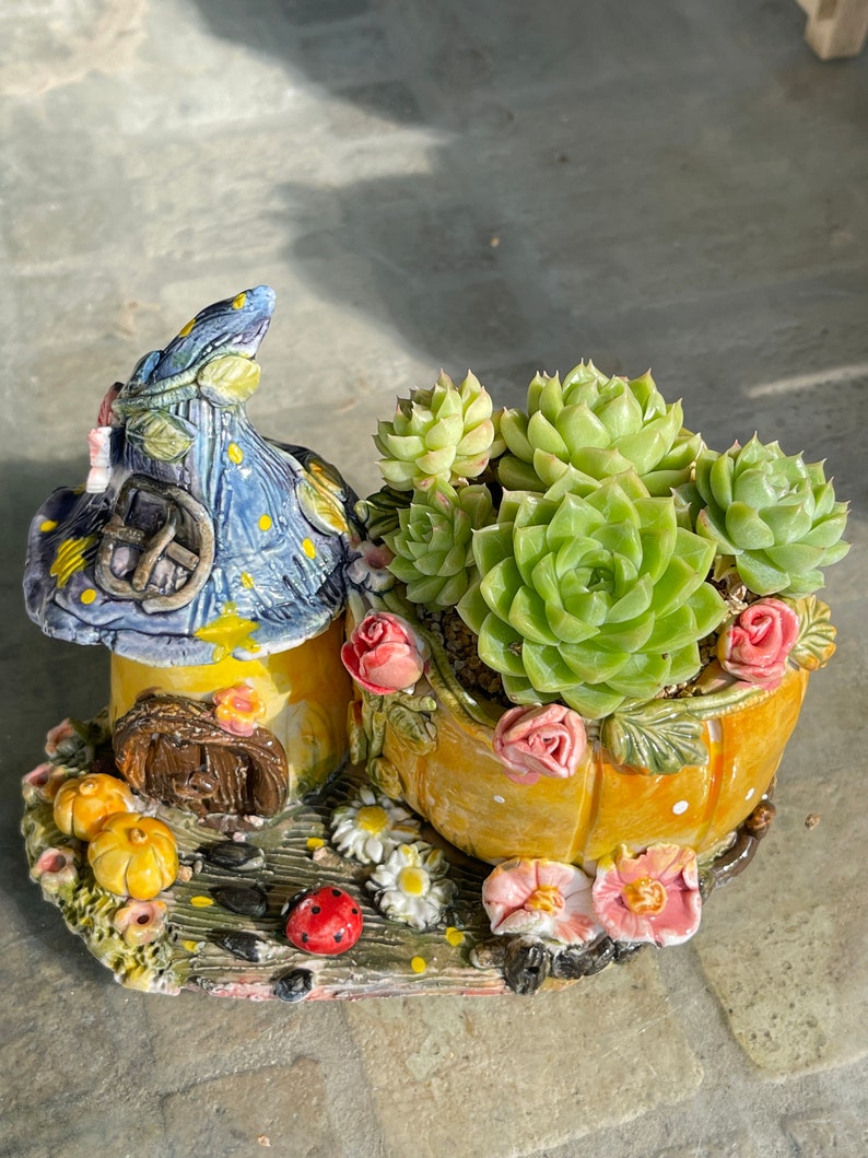 Echeveria Malgan  / 麦杆/ With pot / Rare Succulents