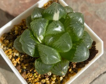 Haworthia cooperi var. pilifera variegated