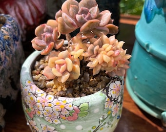 Echeveria Cubic Frost  Variegated雪精灵锦 with pot