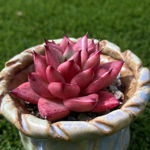Echeveria agavoides &#39;Romeo~Succulents