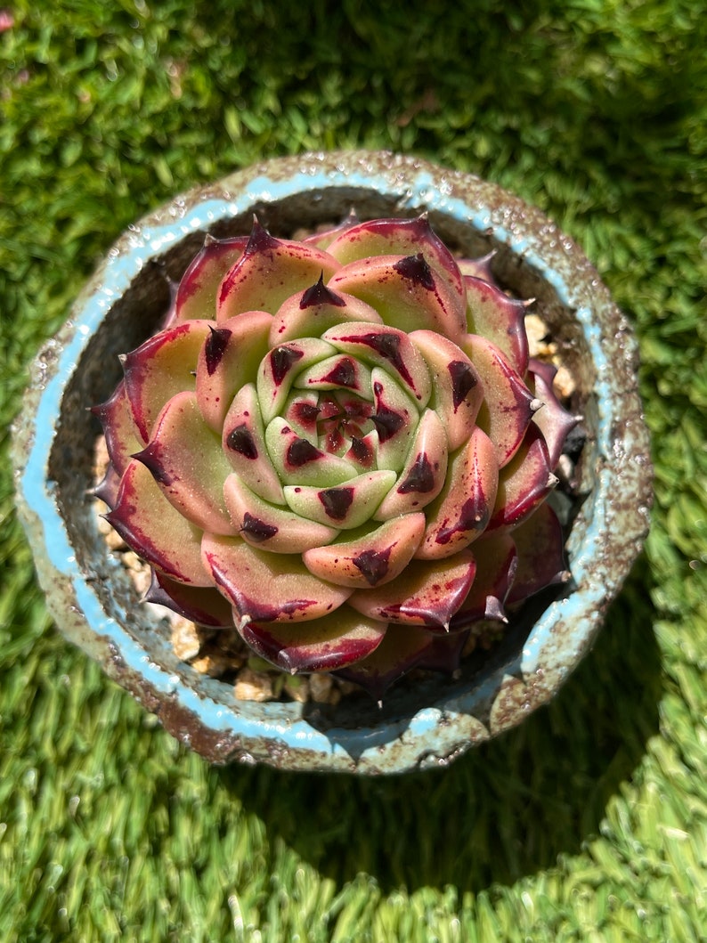 Echeveria agavoides Maria Plantes succulentes rares image 4