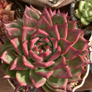 Echeveria agavoides &#39;Romeo~Succulents