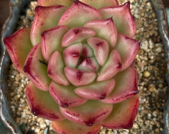 Echeveria agavoides 'Frank Reinelt'  |Rare Succulent Imported from Korea