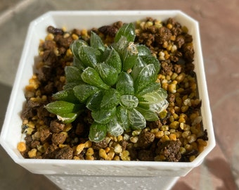 Haworthia cooperi var. pilifera variegated