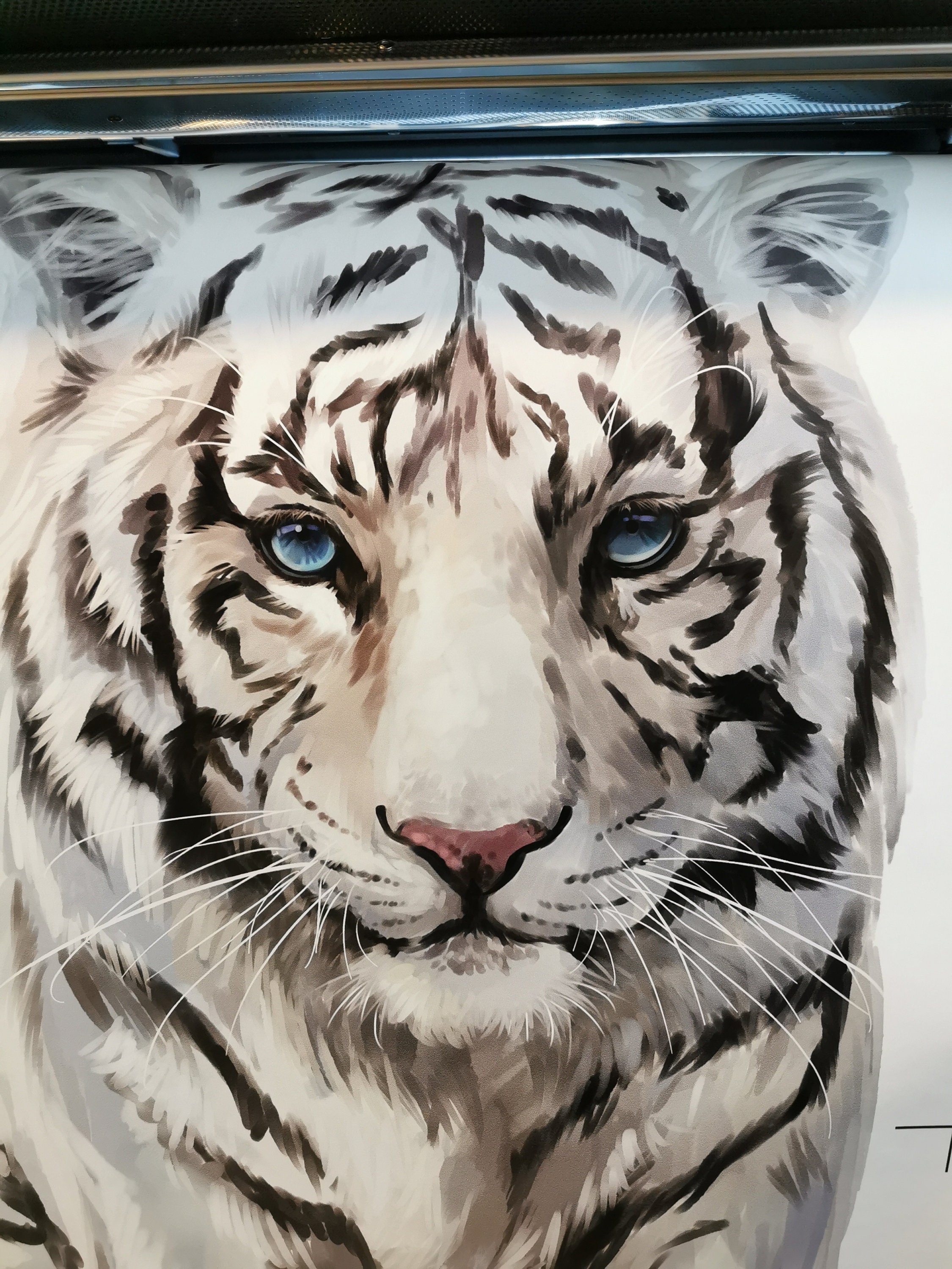 Big Wild White Tiger Colour. Wall Art Sticker Vinyl Transfer - Etsy UK