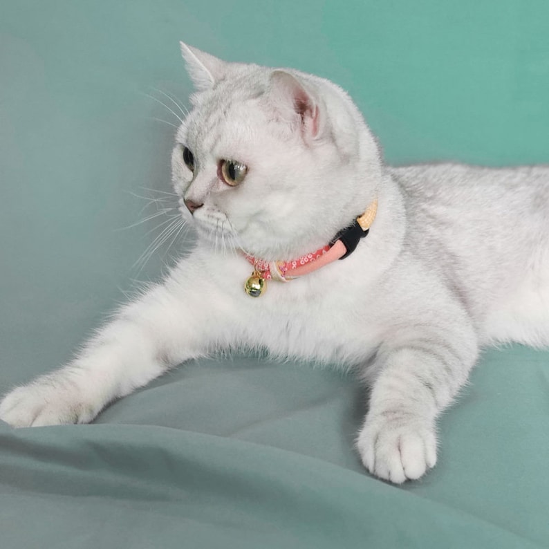 May include: A white cat with green eyes wearing a pink and beige collar with a gold bell. The cat is lying on a light blue surface.