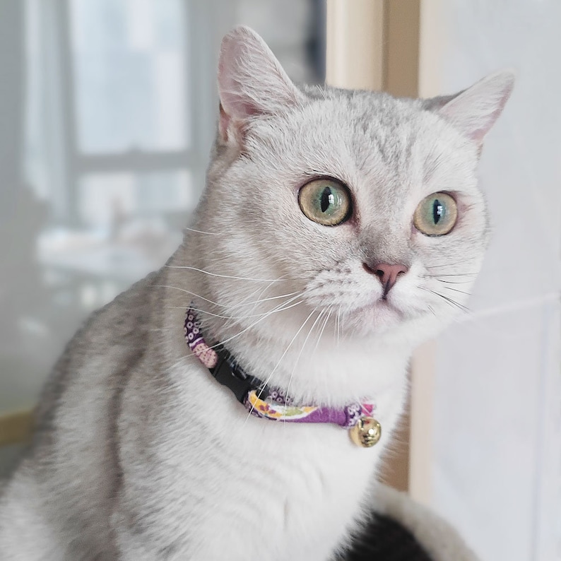 May include: A white cat with green eyes wearing a purple and floral patterned collar with a gold bell.