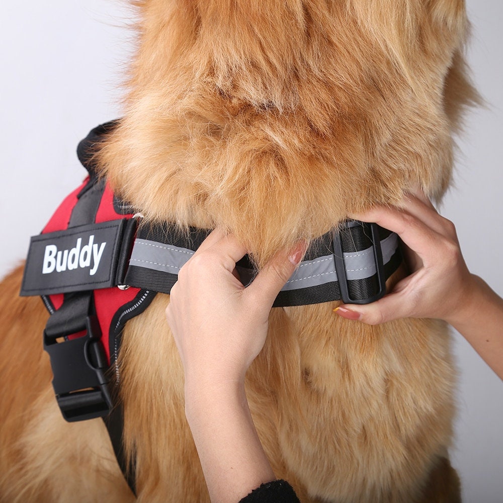 Personalized Name Dog Harness Etsy
