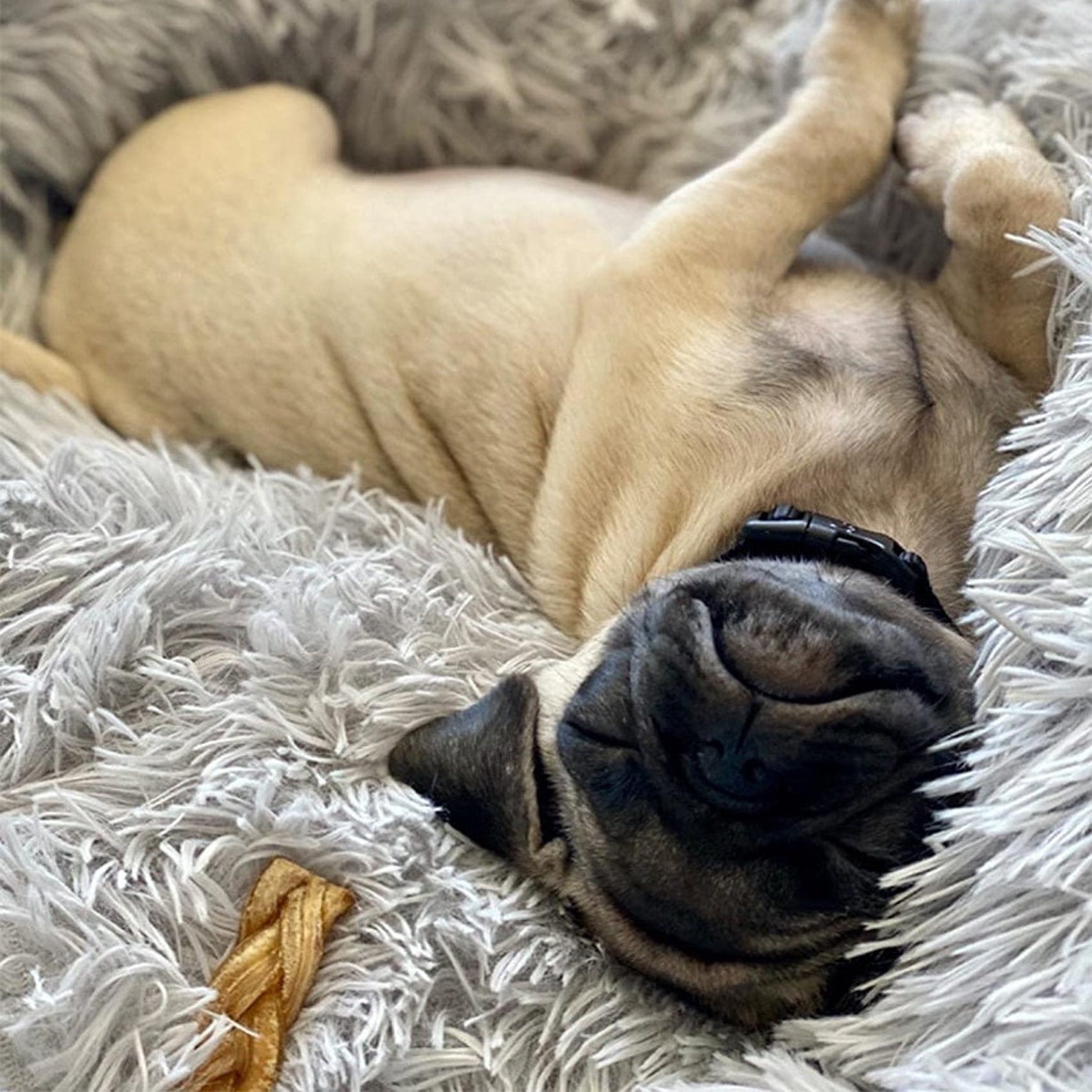 Donut Hund Bett gemütliche Haustier Bett Etsy