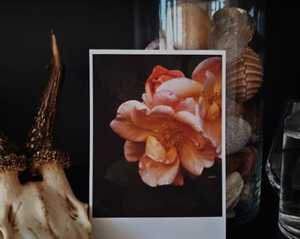 Orange / 07 - Dark Botanical Rose Gardens | Single Photography Print | 4x6".