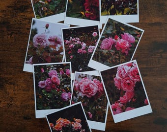 Pink Tones - Dark Botanical Rose Gardens - Set of 10 photography prints.