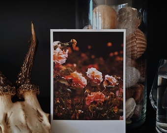 Orange / 10 - Dark Botanical Rose Gardens | Single Photography Print | 4x6".
