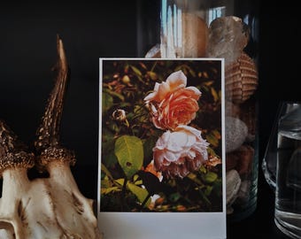 Orange / 01 - Dark Botanical Rose Gardens | Single Photography Print | 4x6".
