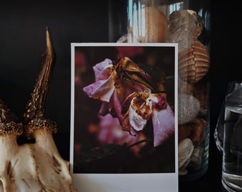 Purple / 01 - Dark Botanical Rose Gardens | Single Photography Print | 4x6".
