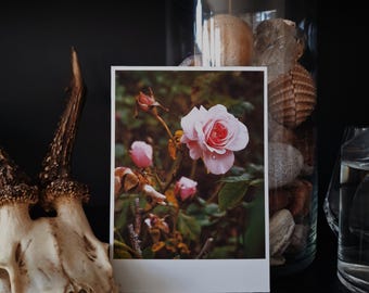 Pink / 01 - Dark Botanical Rose Gardens | Single Photography Print | 4x6".
