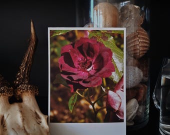 Purple / 04 - Dark Botanical Rose Gardens | Single Photography Print | 4x6".