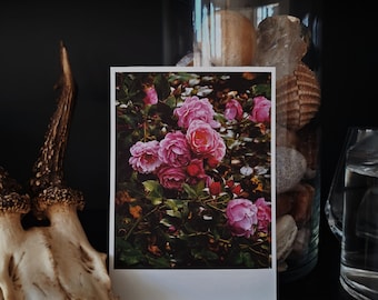 Pink / 07 - Dark Botanical Rose Gardens | Single Photography Print | 4x6".