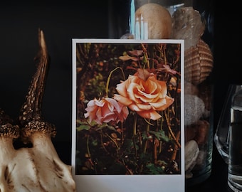 Orange / 06 - Dark Botanical Rose Gardens | Single Photography Print | 4x6".