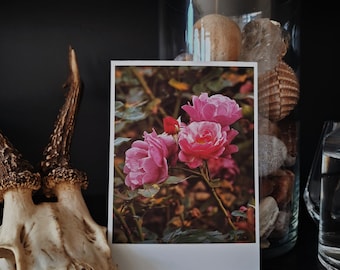 Pink / 06 - Dark Botanical Rose Gardens | Single Photography Print | 4x6".