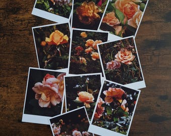Orange Tones - Dark Botanical Rose Gardens - Set of 10 photography prints.