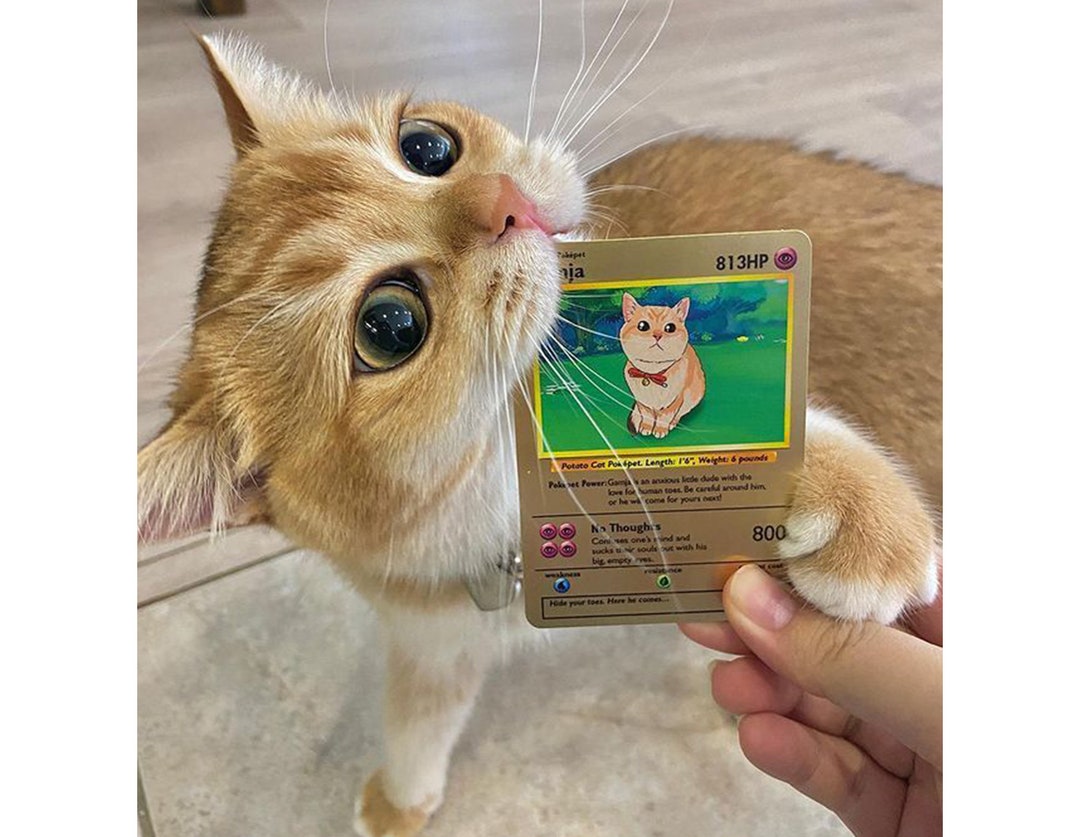 Custom Pokemon Card Metal Pokemon Cards Turn Your Pet Into A Custom custom-pokemon-card-metal-pokemon-cards-turn-your-pet-into-a-custom