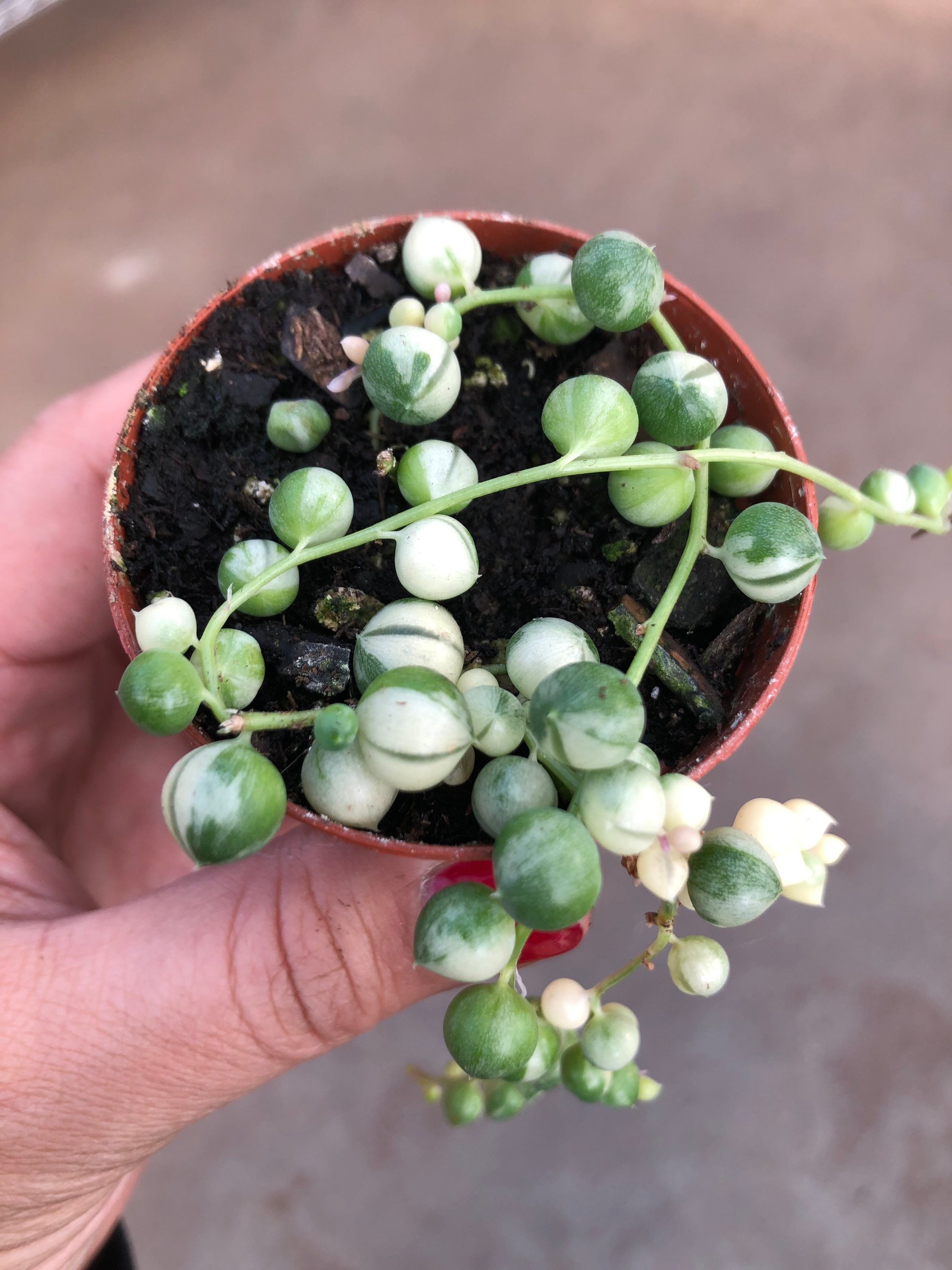 String of Pearls Variegated RARE Full rooted plant in 2 Etsy