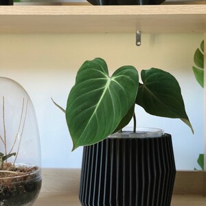 May include: A dark green houseplant with large, velvety leaves growing in a black, ribbed planter. The planter is sitting on a wooden shelf.