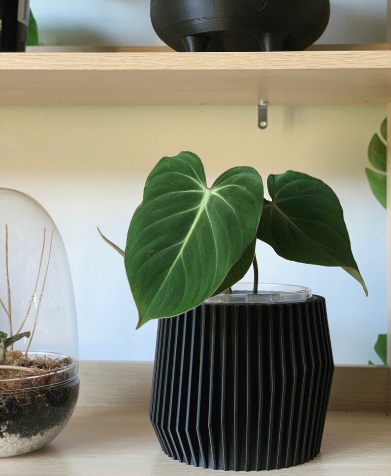 May include: A dark green houseplant with large, velvety leaves growing in a black, ribbed planter. The planter is sitting on a wooden shelf.