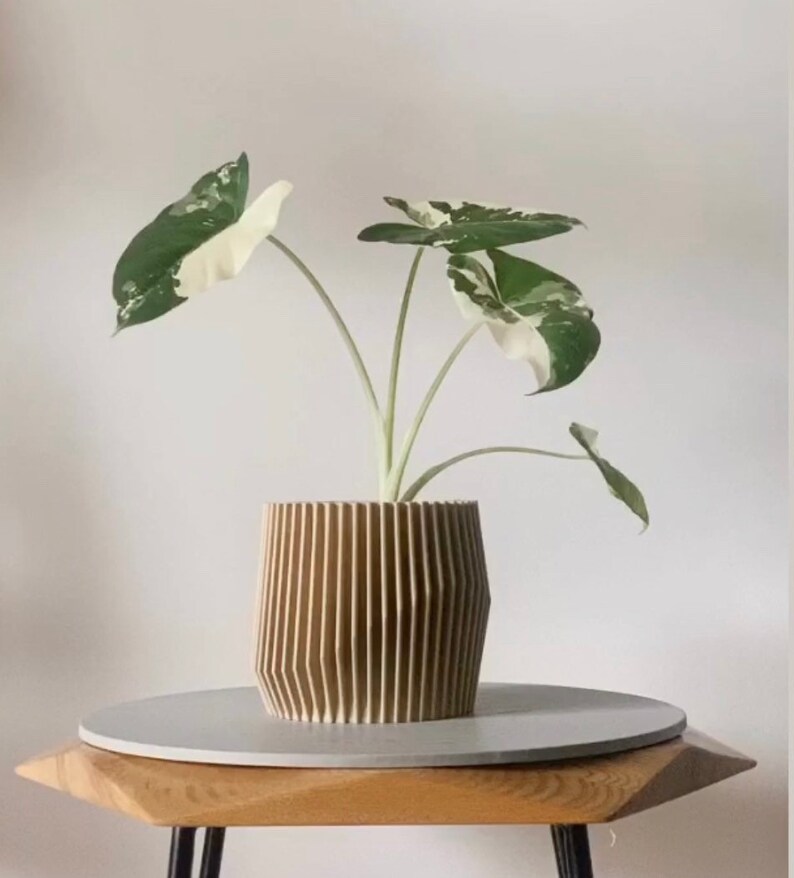 May include: A variegated houseplant with white and green leaves in a light brown, ribbed ceramic planter. The planter is sitting on a wooden table with a gray top.